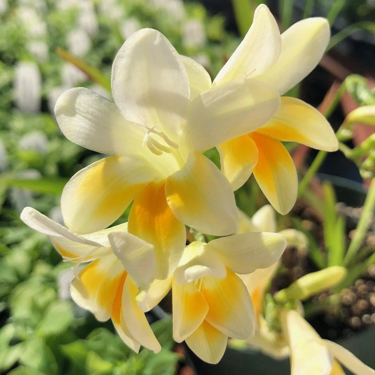Freesia Heirloom Antique Alba 15 Flower Bulbs, Fragrant Spring Blooms Full Sun Outdoor Zones 9-11
