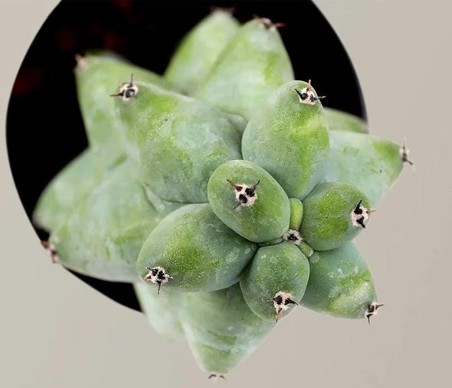 Live Plant-Unique Boobie Cactus|Myrtillocactus geometrizans ‘Fukurokuryuzinboku’|Rare Collector’s Plant |Christmas Tree Cactus|Father’s Day