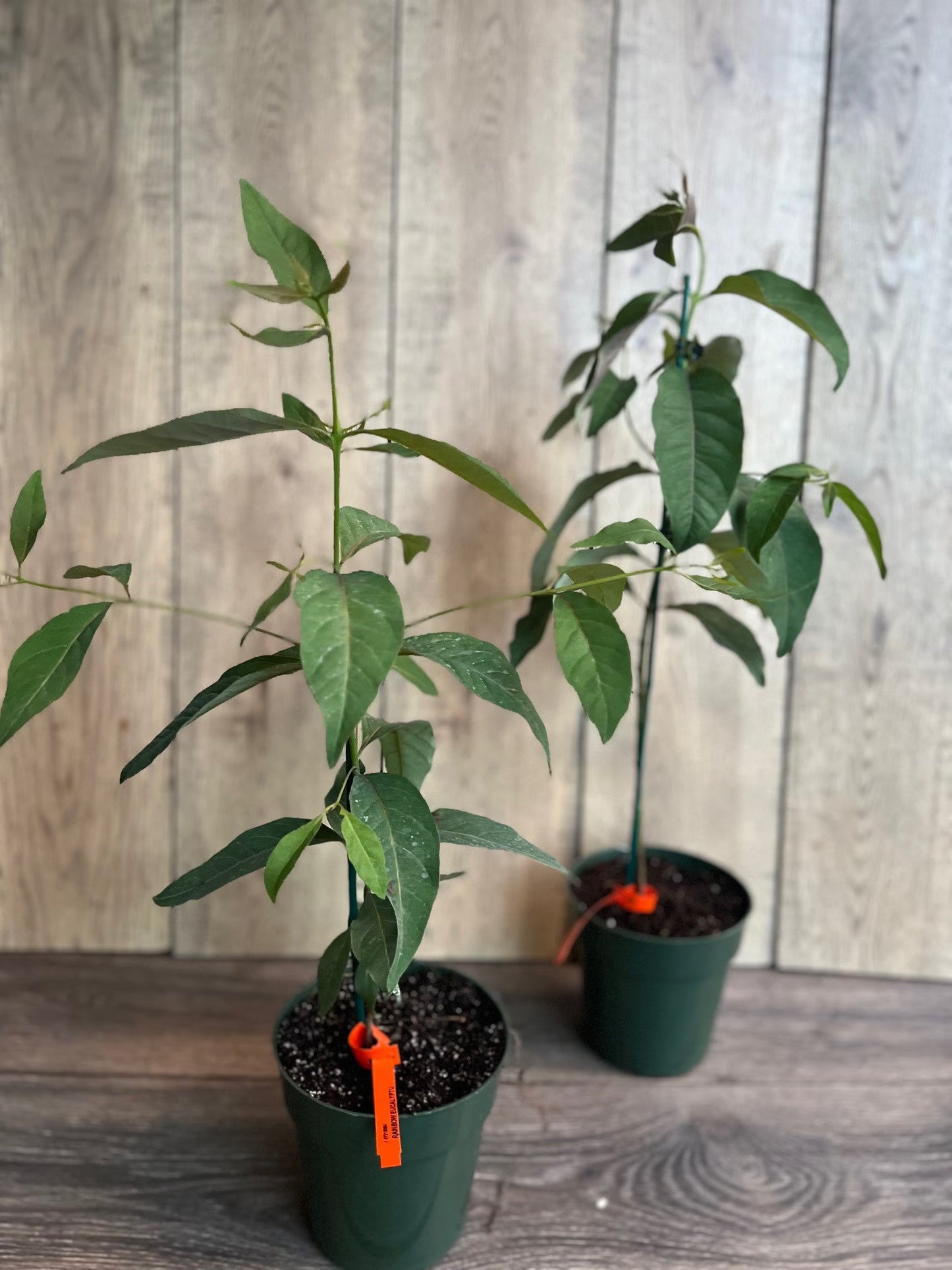 Rainbow Eucalyptus, deglupta, in half gallon Pot