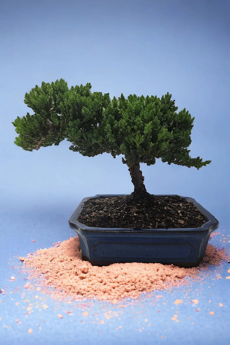 10yrs Juniper Bonsai Live tree Bonsai tree indoor plant outdoor plant gardener gift mothers day gift new home decor plant office decor plant