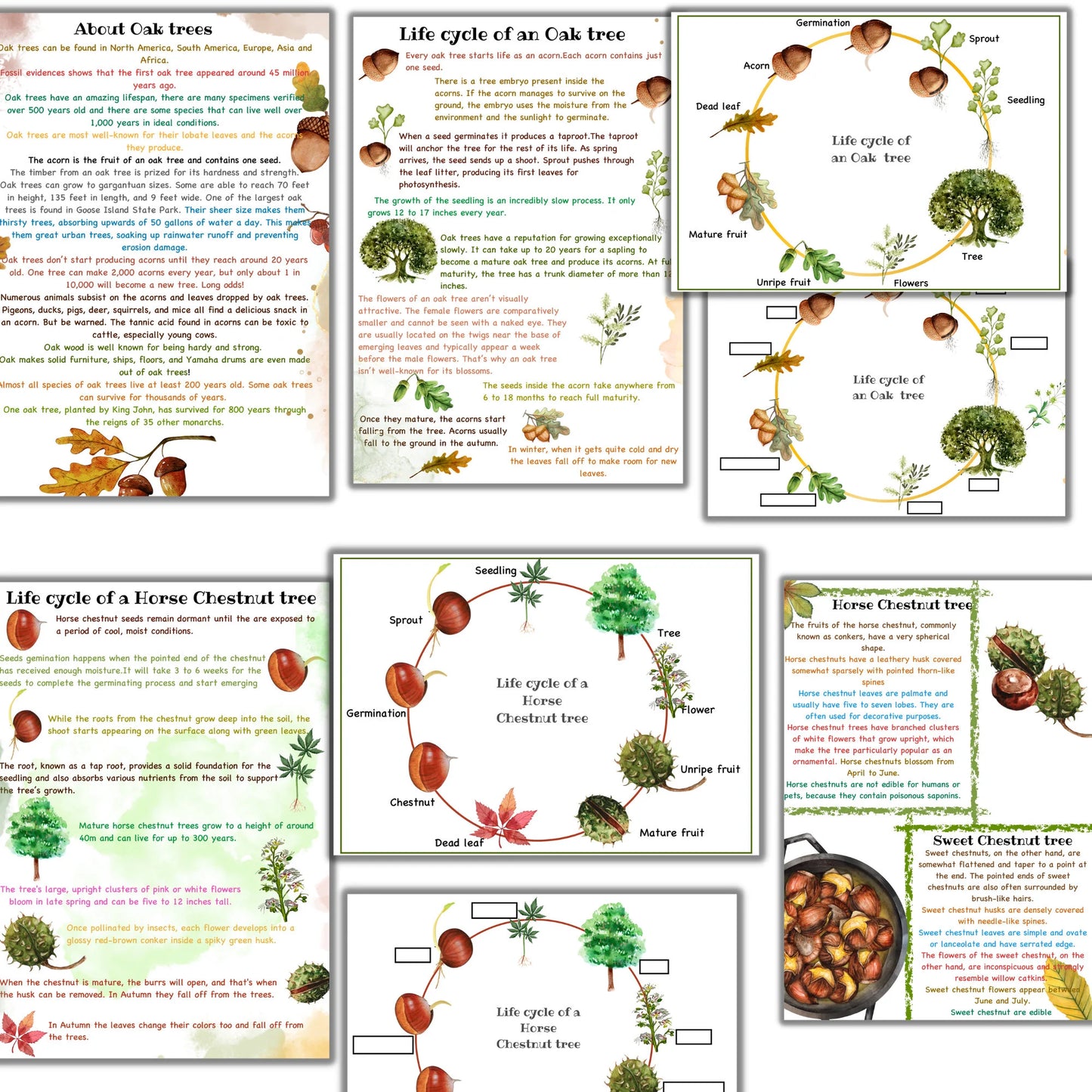 fall unit study, Mushroom unit study, Corn unit study, Fox unit study, Oak tree cycle, Fall activities, Fall nature study, Montessori fall