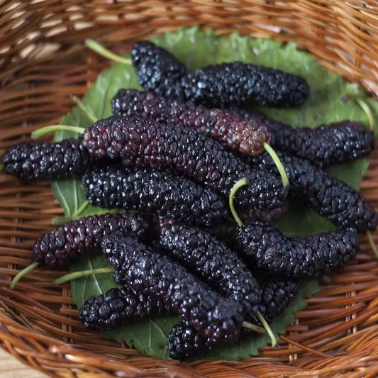 Pakistan Mulberry Cuttings and Growing Guide