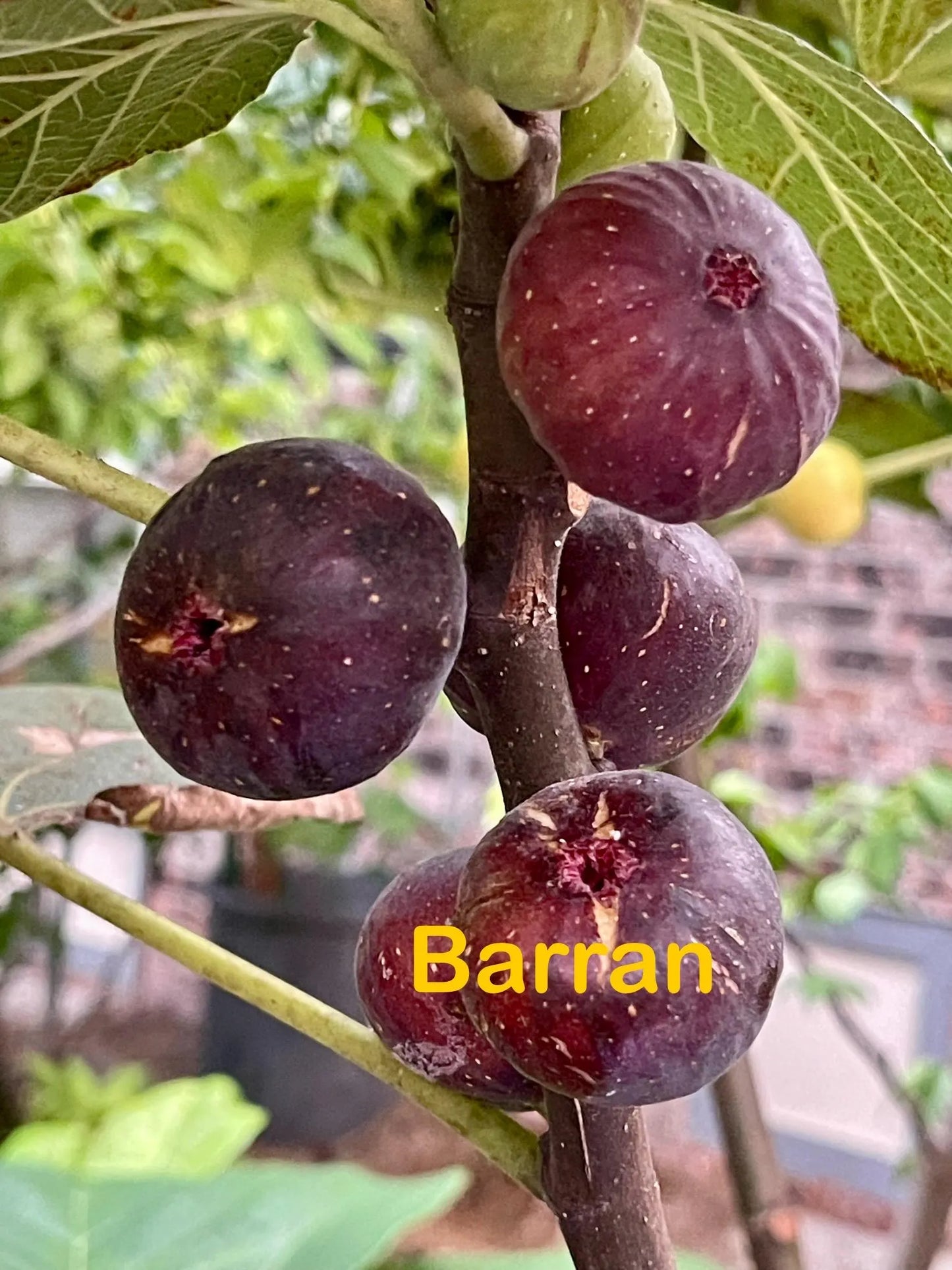 Premium Fig Tree Cuttings – Angelito, Calderona, Jolly Rancher’s, Irane Black & More - Summer Cuttings