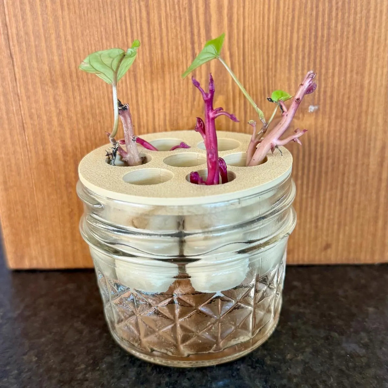 Green Onion Propagation Station • 7-Slot Regrow Stand for Scallions + Cuttings (Sweet Potato Slips, Herbs)