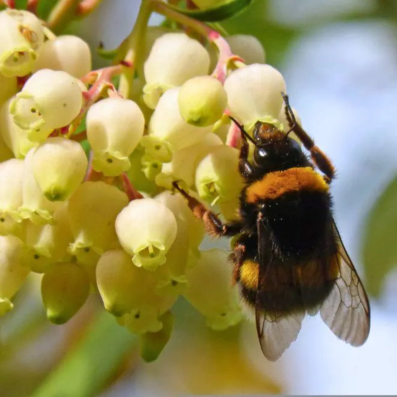 Live Strawberry Tree Plants (Arbutus Unedo) – Sweet Resilient Beauty, Thriving in 2.5" Nursery Cubes