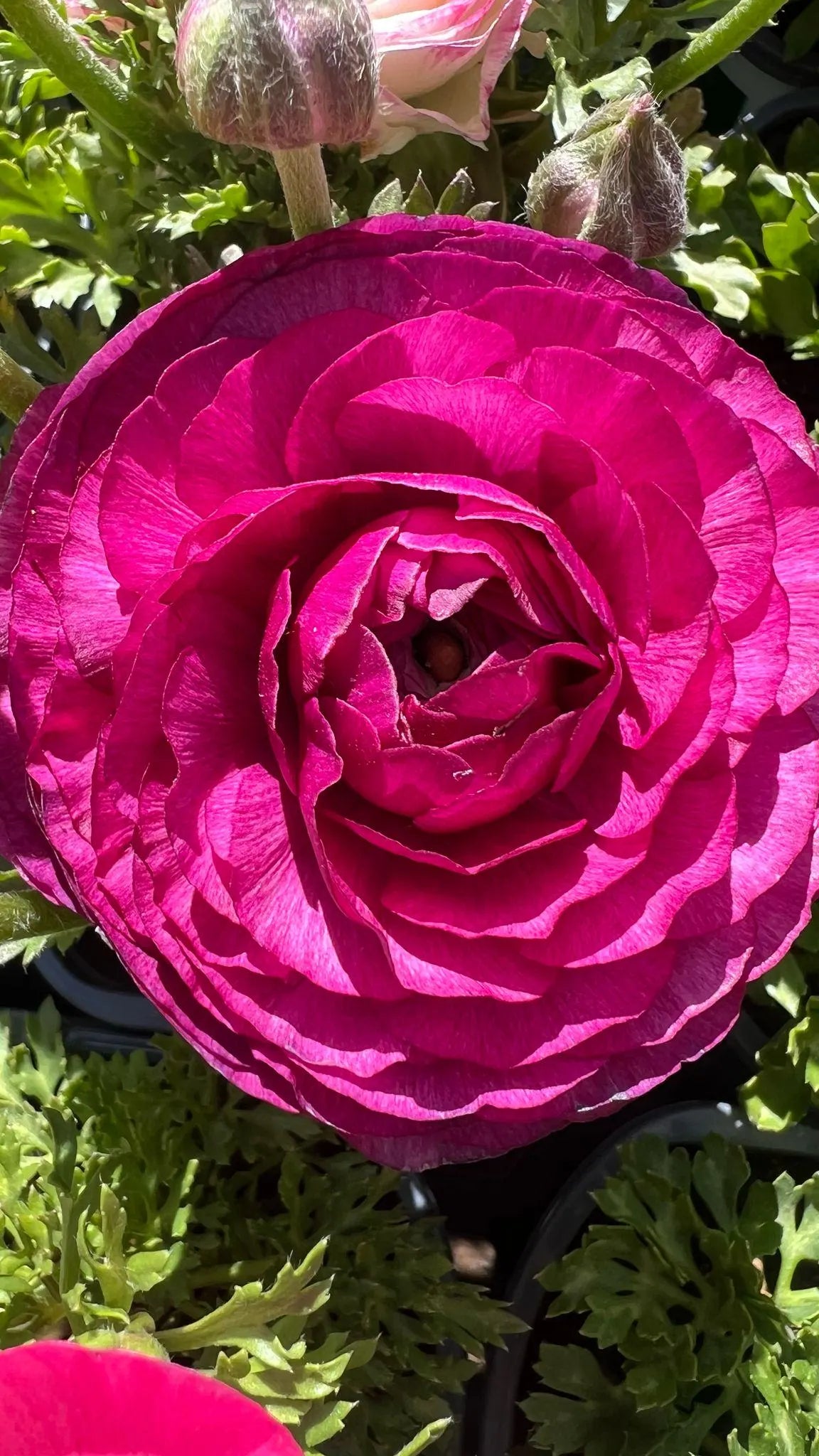 100 New! Mixed color Ranunculus Bulbs DOUBLE Buttercups Spring BARGAIN!