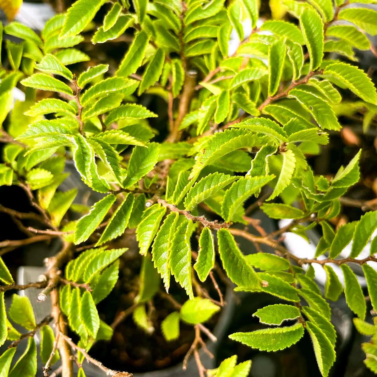 Pre-Bonsai, Hime Fuji Dwarf Wisteria, Live Plant - 4" Growers Pot