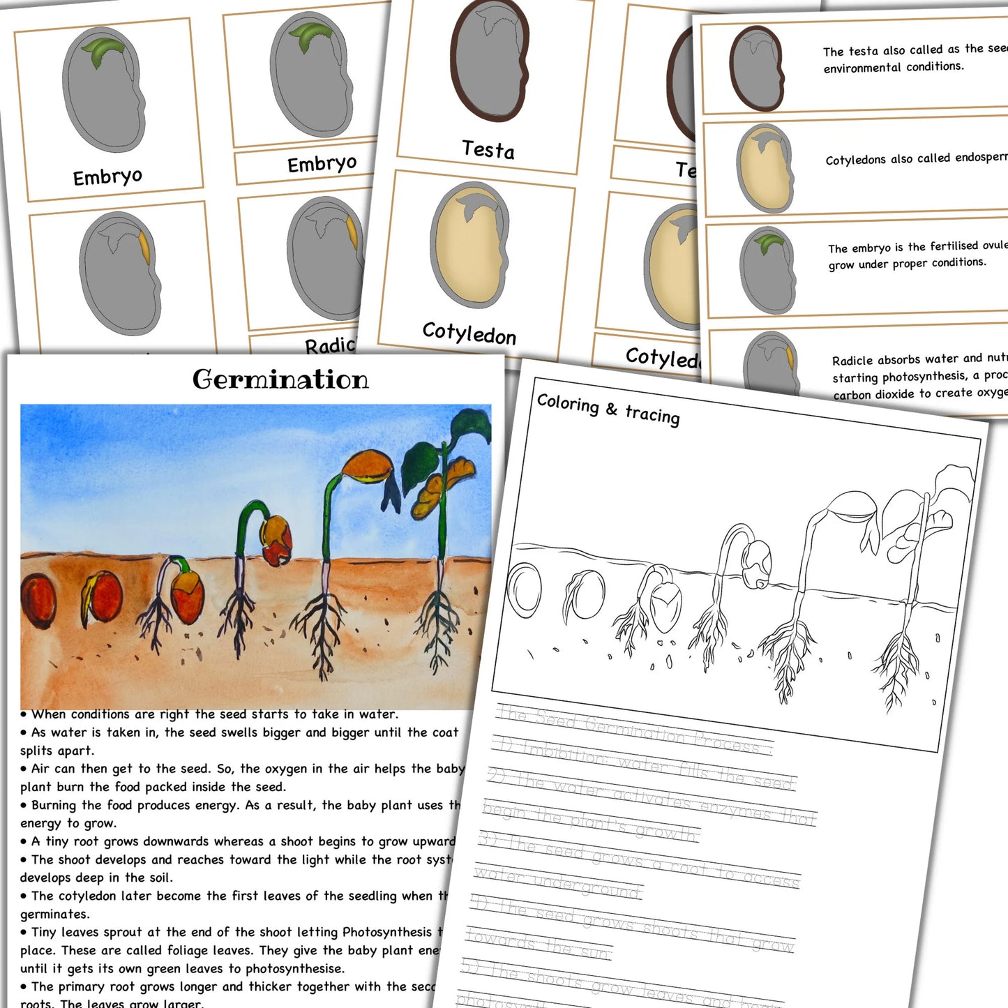 Garden unit study, Roots anatomy, seed anatomy, soil layers, roots montessori 3 part cards, types of soil,germination activity, spring unit