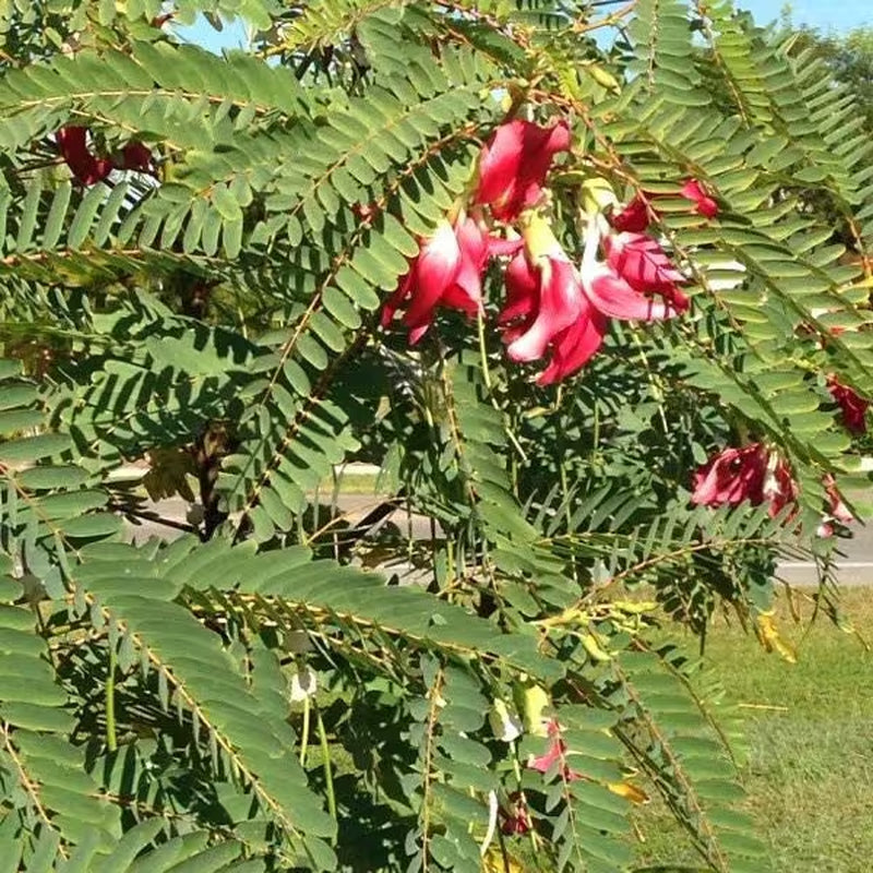 Hummingbird Tree (Sesbania Grandiflora) Seeds