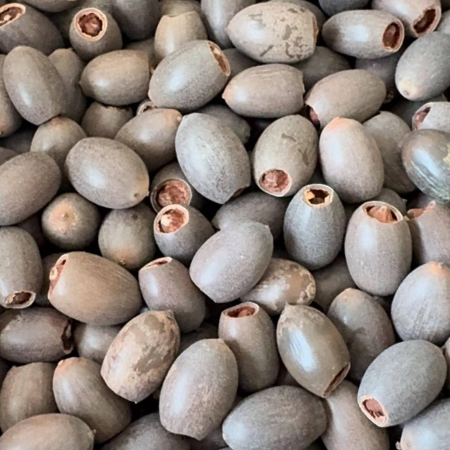 15pcs Germinated Lotus Seeds, Ready to Plant - Mixed Color Bonsai Bowl Lotus for Indoor & Outdoor Aquatic Gardens