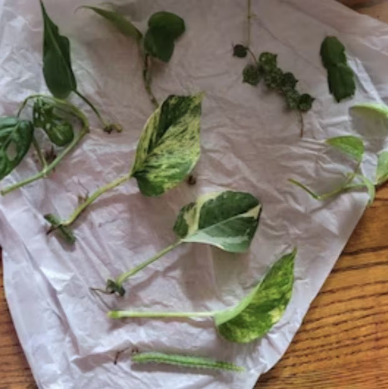 10 Random Plant Cuttings (Read Description and Check Review Photos for Reference)