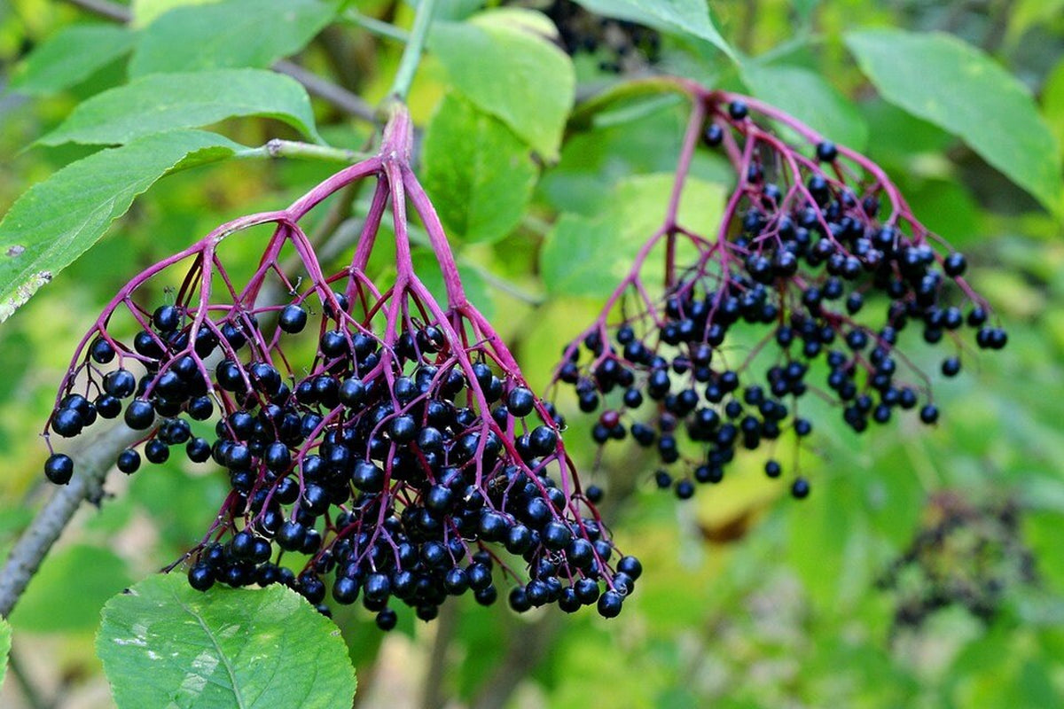 American Elderberry Sambucus Nigra Cuttings 10 cuttings live cuttings