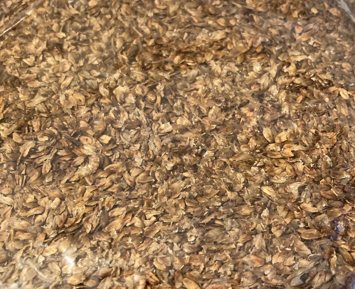Horsetail Beefwood Tree Seeds (CASUARINA EQUISETIFOLIA ) (Beach Sheoak, Ironwood, Australian Pine, Filao Tree, She-oak)