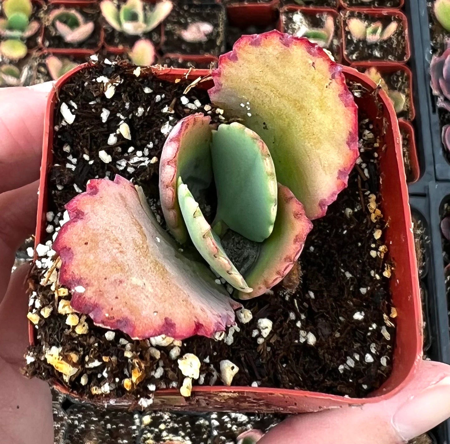 Mother of Thousands, Kalanchoe Succulent, Small Plant in 2”, 4”pot