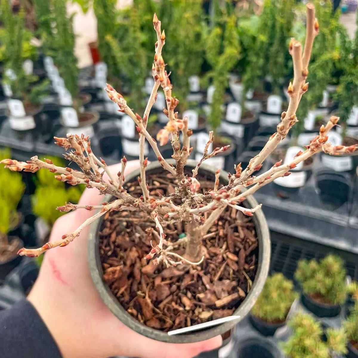 Pre-Bonsai, Hime Fuji Dwarf Wisteria, Live Plant - 4" Growers Pot