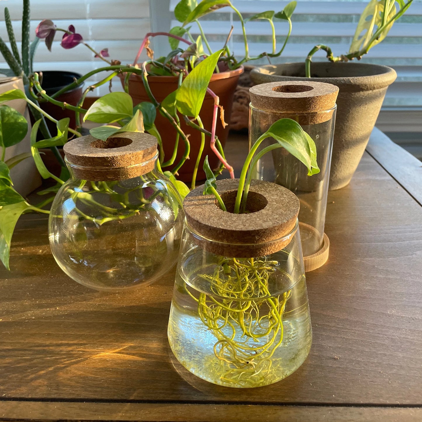 Propagation Jar Hydroponic Vase Cork Lid Plant Terrarium