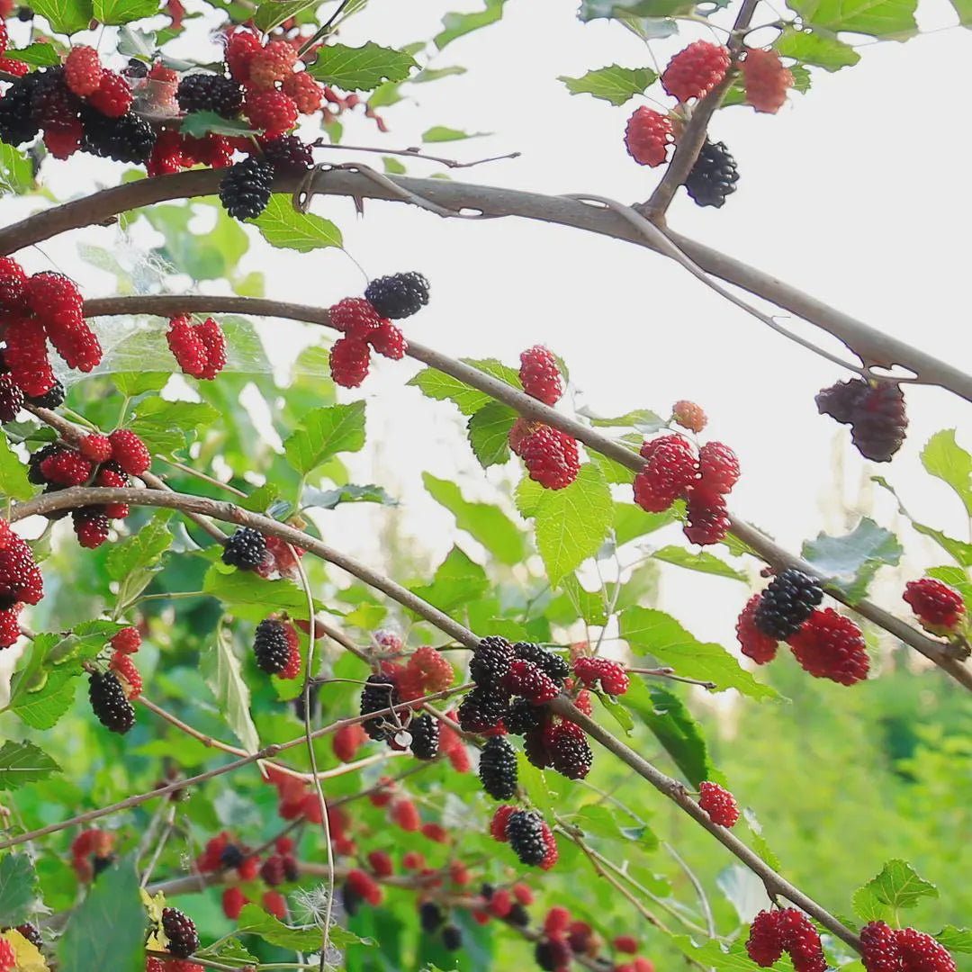 Mojo Dwarf Mulberry Tree: Compact Patio Fruit Tree (4" Pot)
