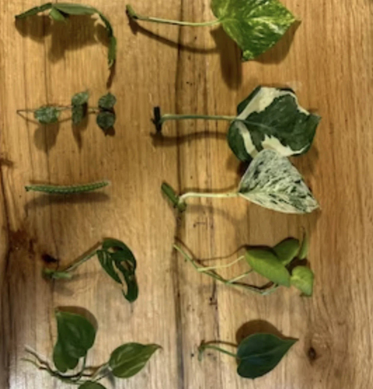 10 Random Plant Cuttings (Read Description and Check Review Photos for Reference)