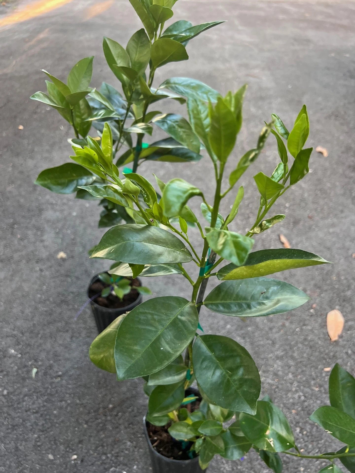 Sunburst Tangerine Tree in half Gallon Pot, Grafted,  Florida Shipping Only