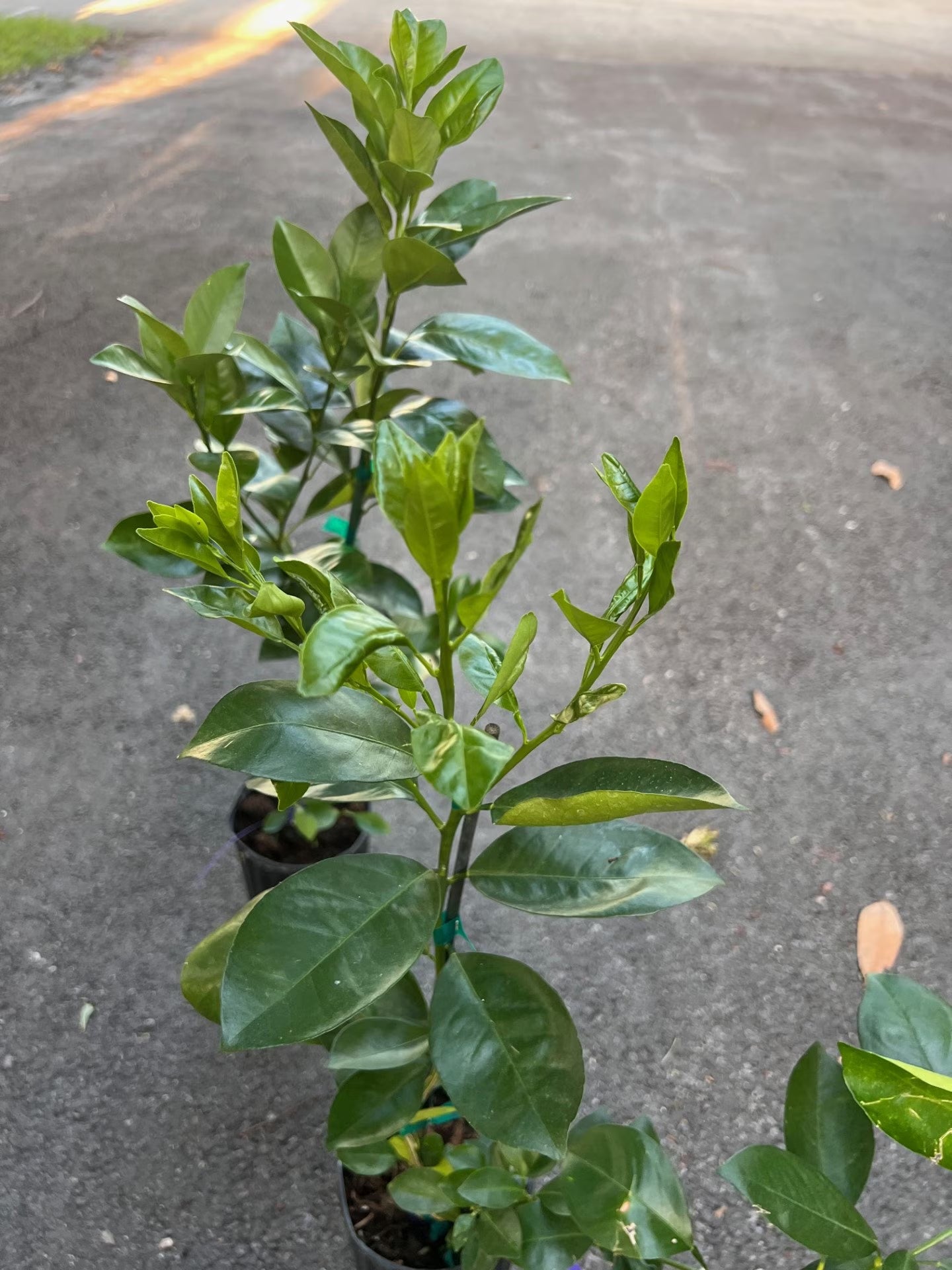 Sunburst Tangerine Tree in half Gallon Pot, Grafted,  Florida Shipping Only