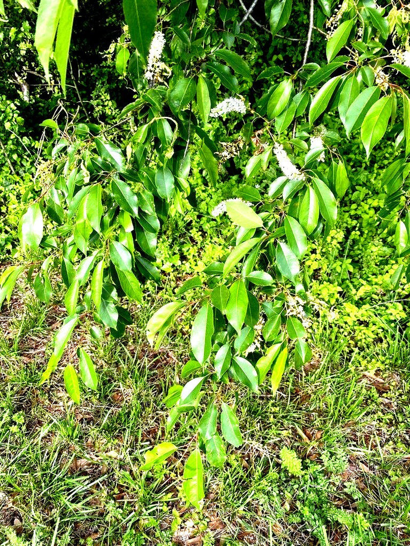 Black Cherry Tree Cuttings: Prunus Serotina Scions, Grafting