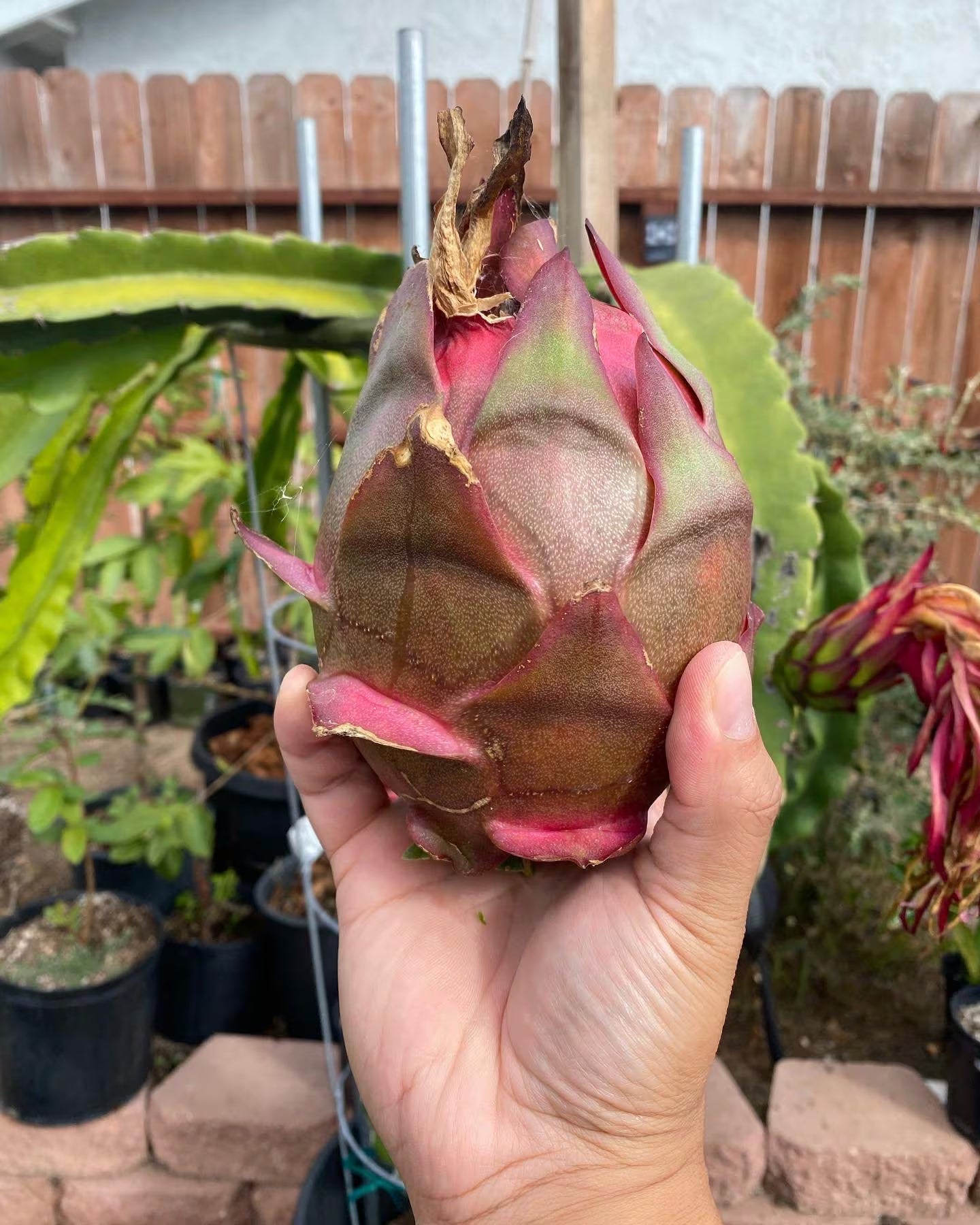 Dragon Fruit Plants(Cuttings)
