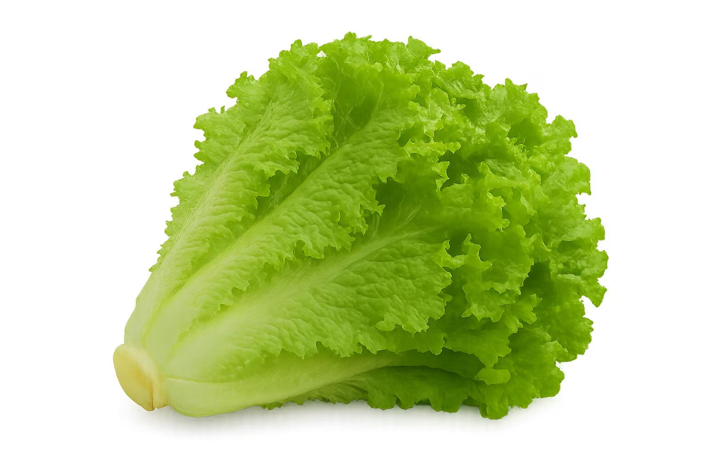 Lettuce Bundle: Ready-to-plant seedlings, Starts, Plugs, Garden ready, Live plants, Transplants, Pre-sprouted, For soil & hydroponic gardens