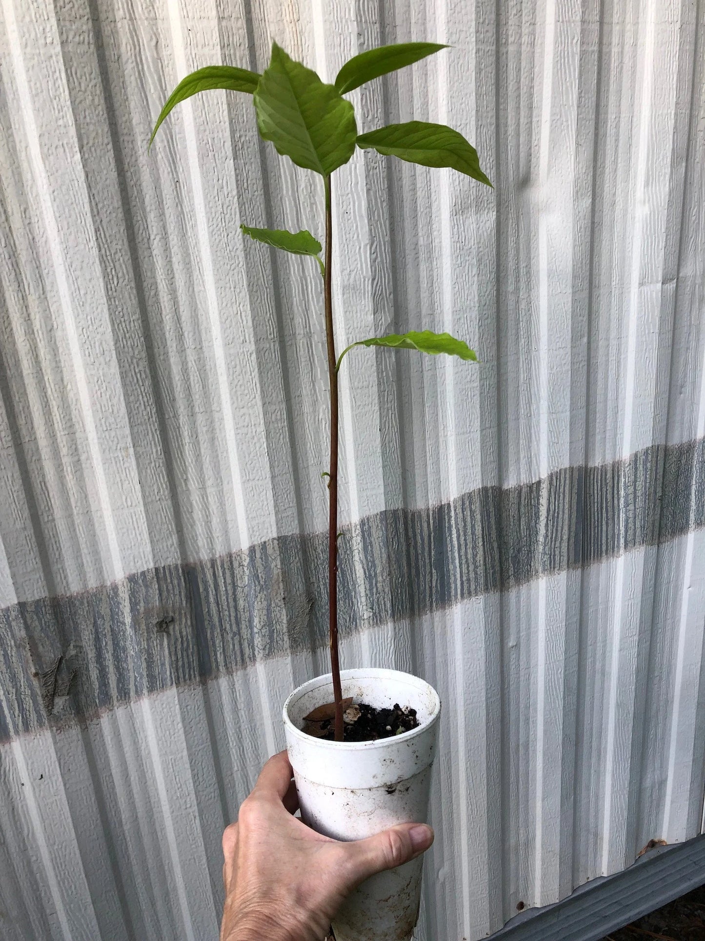 Avocado Seedlings - Potted in 5" pot, Young Starter avocado seedling plants. Grown from seed. Not grafted. Not pruned.