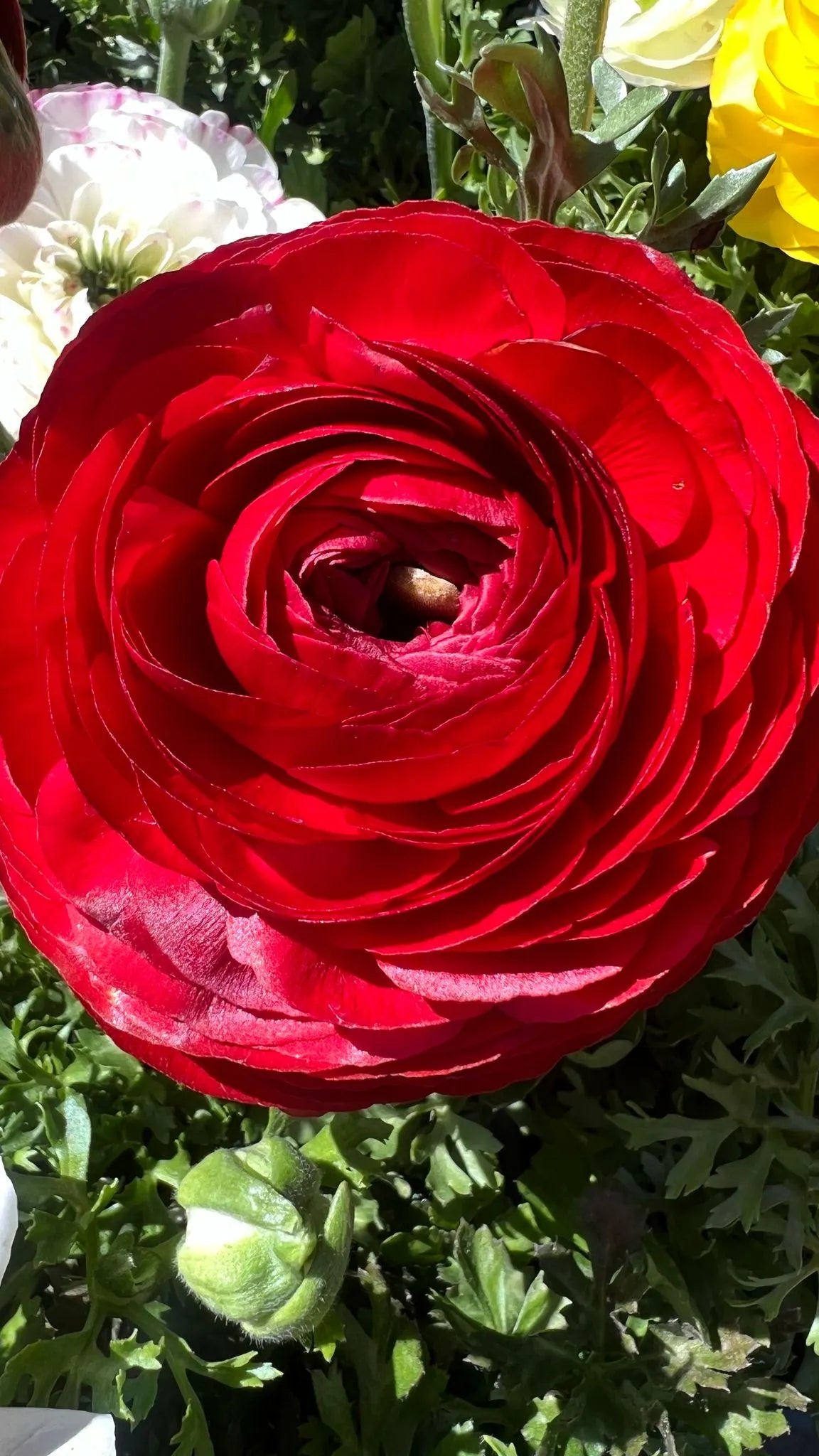 100 New! Mixed color Ranunculus Bulbs DOUBLE Buttercups Spring BARGAIN!