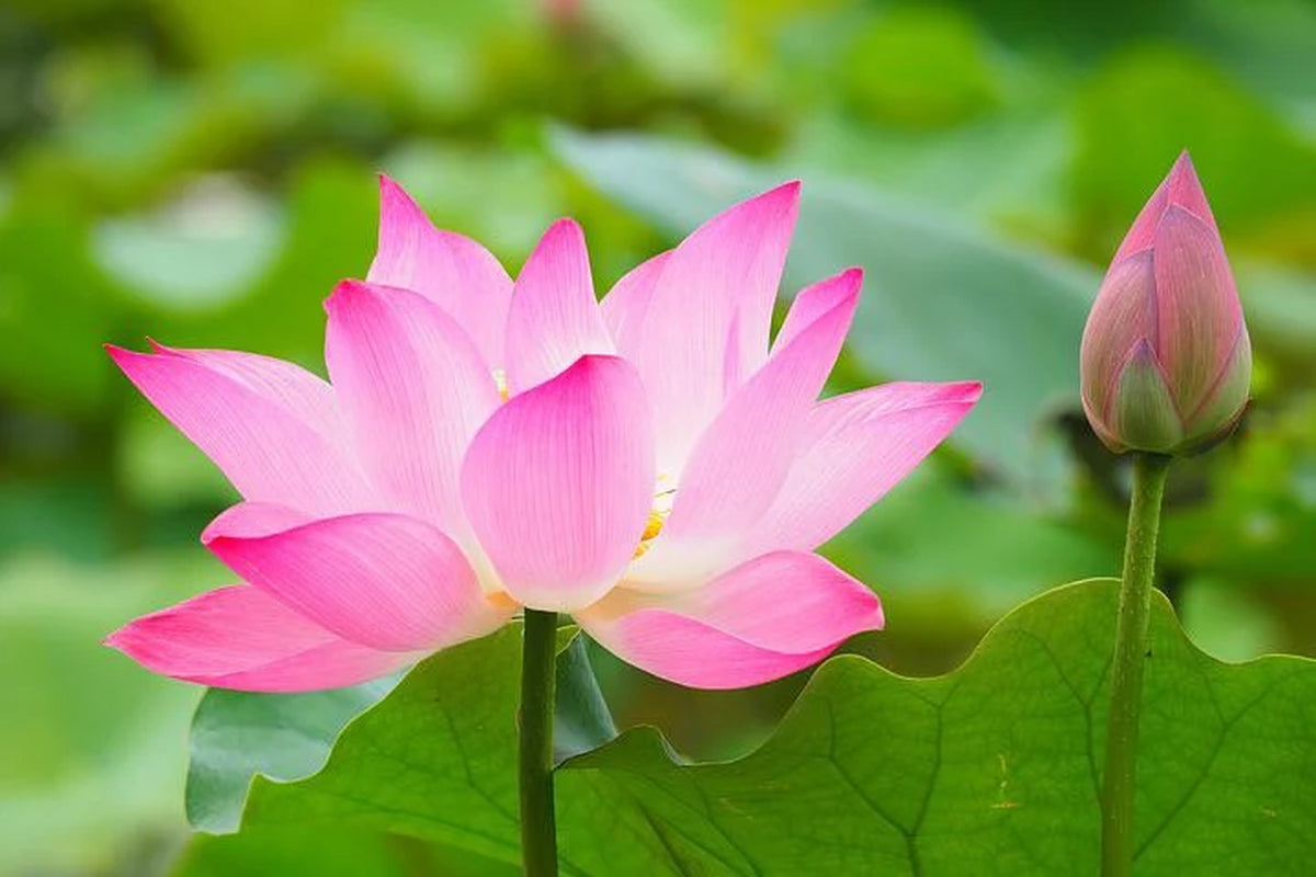 Sacred Lotus Bonsai Seeds, Pink Nelumbo Nucifera, For growing in Pond or Water Bowl NE8006