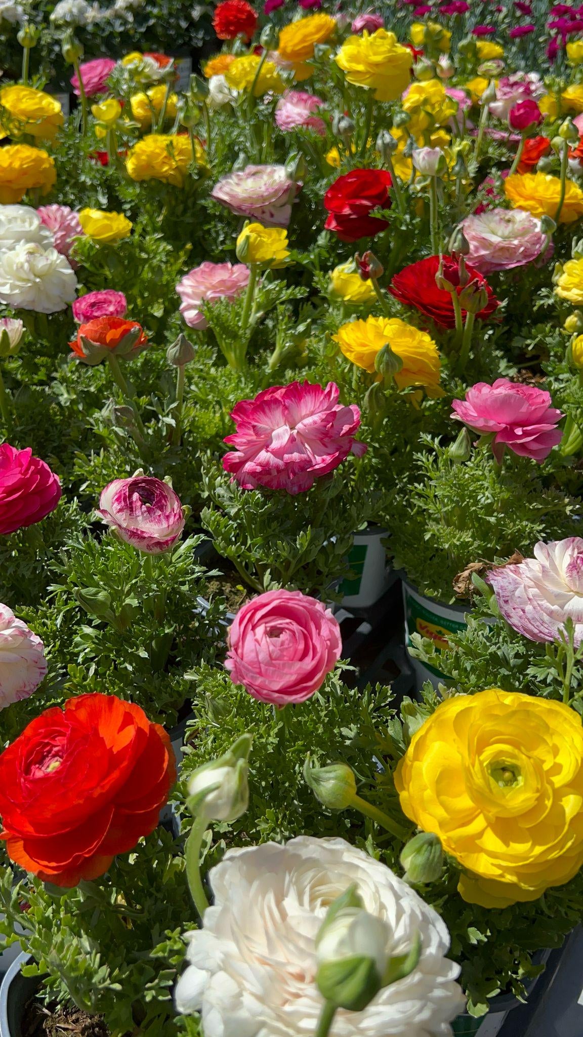 100 New! Mixed color Ranunculus Bulbs DOUBLE Buttercups Spring BARGAIN!