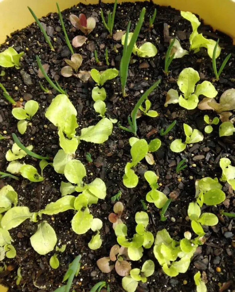 Egyptian Walking Onions Bulbils- Heirloom - Winter Onion, Tree Onion, Onion Root, Easy to Grow, Natural