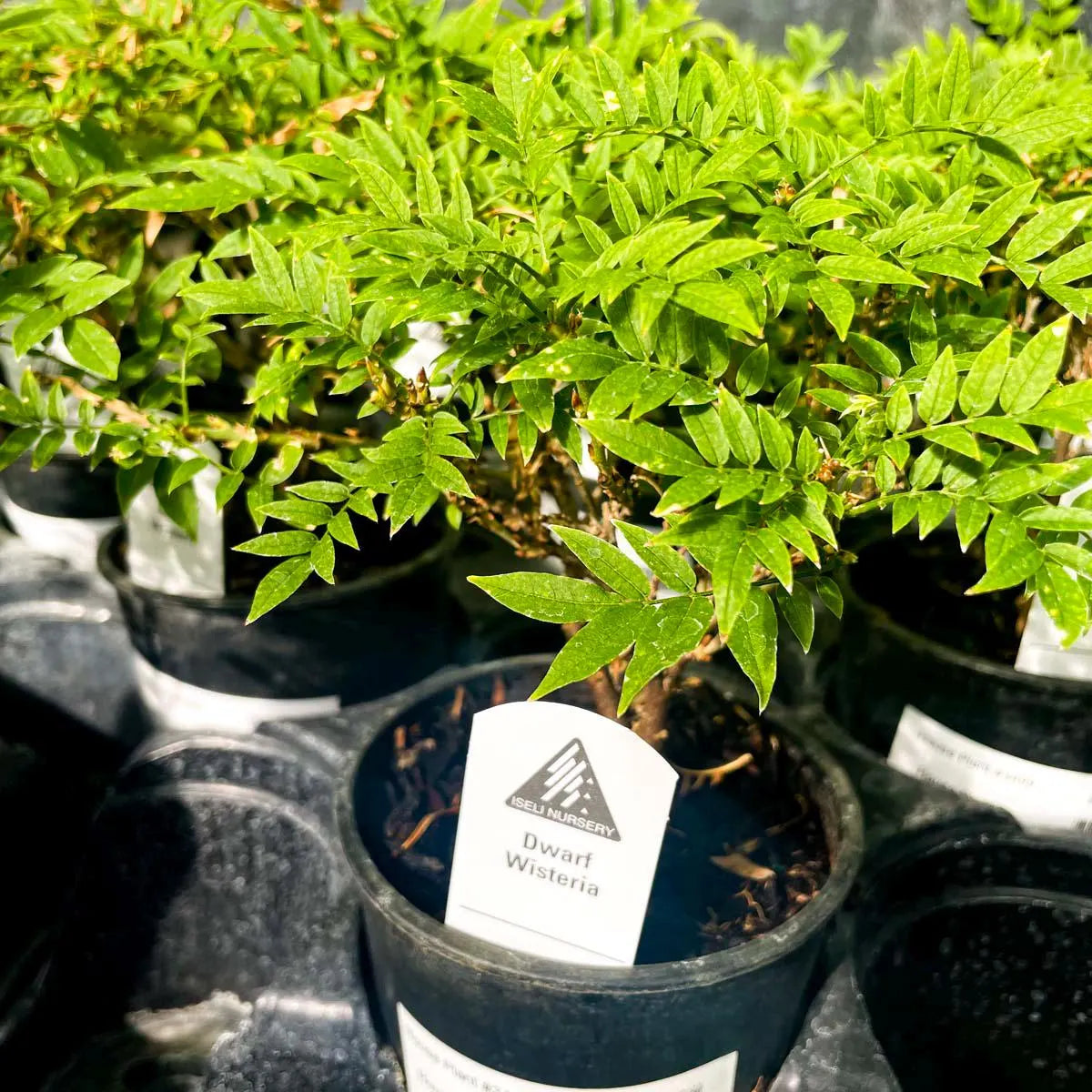 Pre-Bonsai, Hime Fuji Dwarf Wisteria, Live Plant - 4" Growers Pot