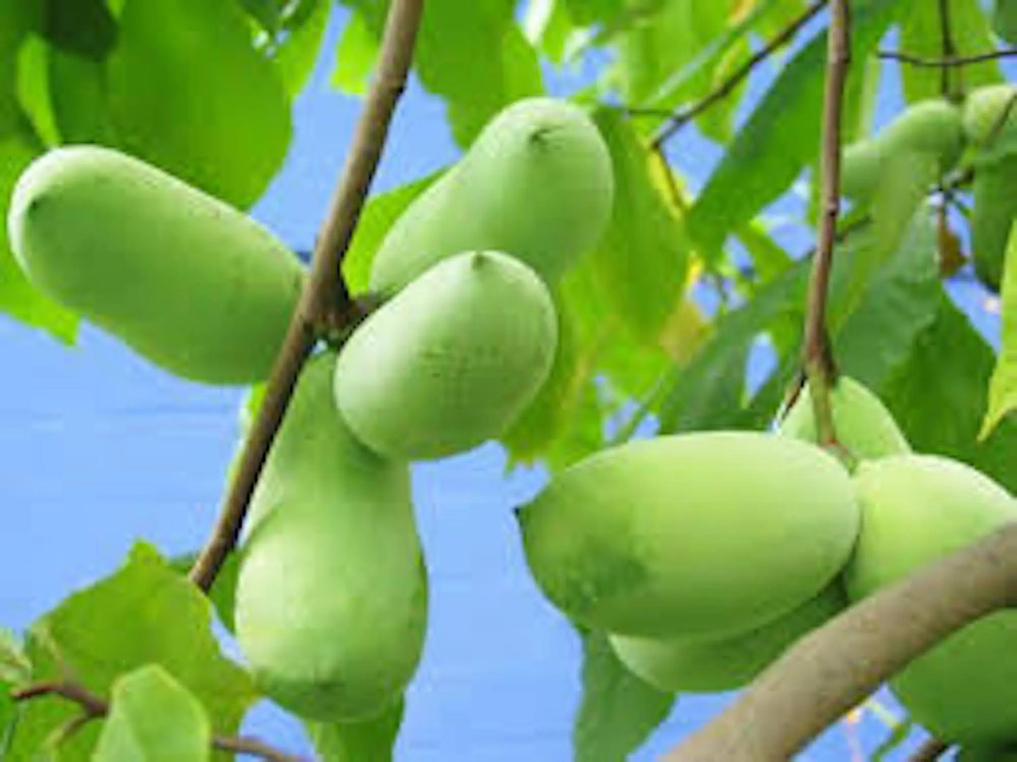 10 PawPaw Tree Seeds Asimina triloba Native American Fruit Tree Organic Heirloom Stratified