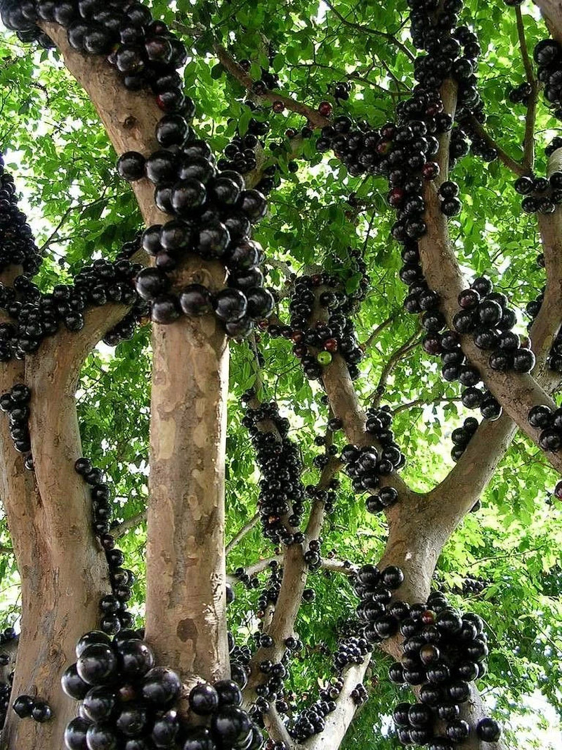 Brazilian Grape Tree~~Jaboticaba Plinia Cauliflora Sabara Fruit~~Small Rooted STARTER Plant