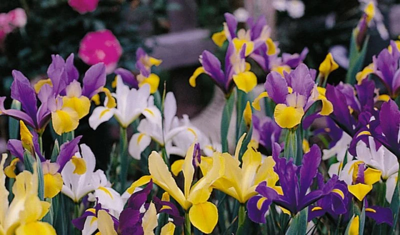 15 Dutch Iris Bi-Color Bulb Mix- Bronze Queen,Oriental Butterfly,Mystic Beauty,Red Ember,Tigers Eye +More *Fall Planting