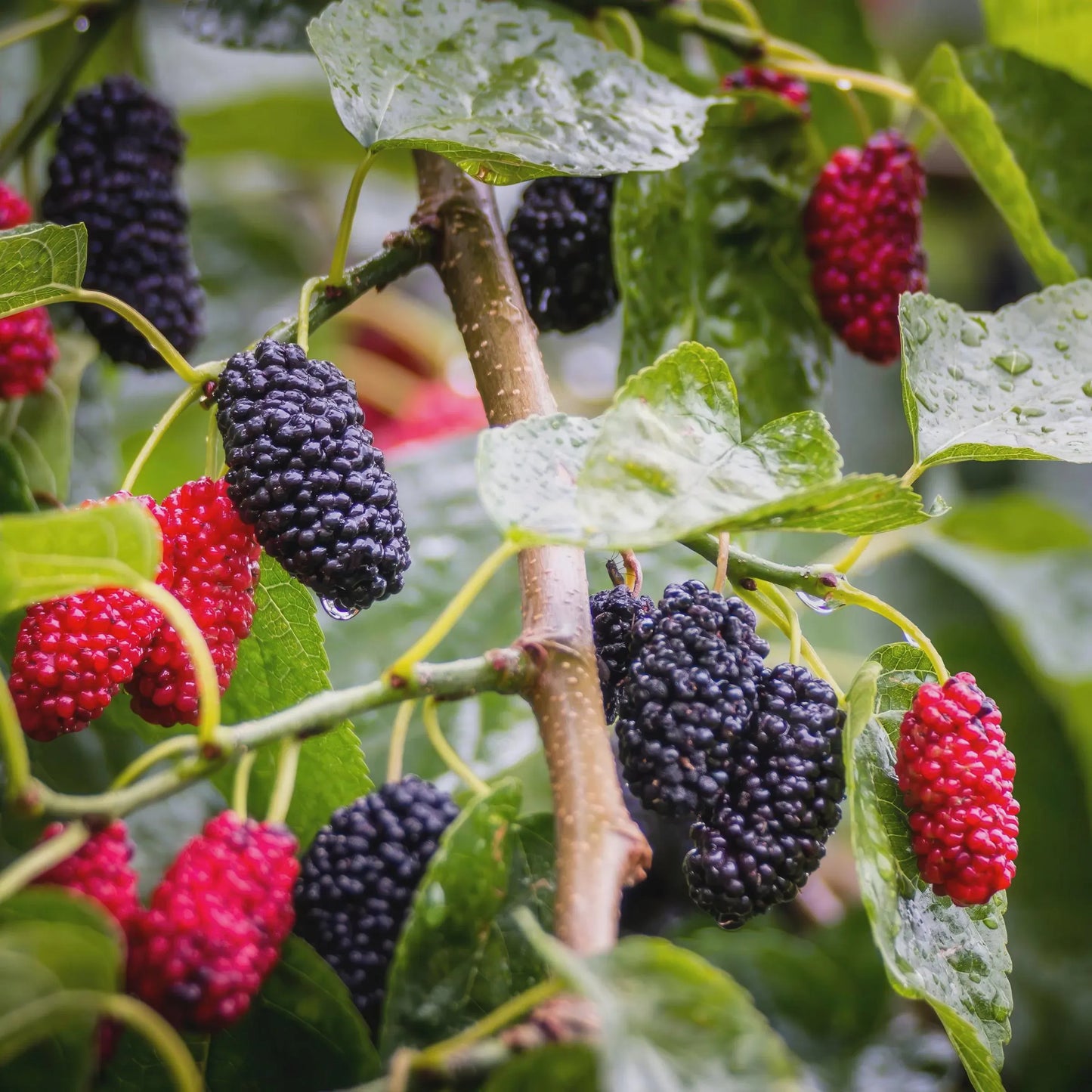 Mojo Dwarf Mulberry Tree: Compact Patio Fruit Tree (4" Pot)