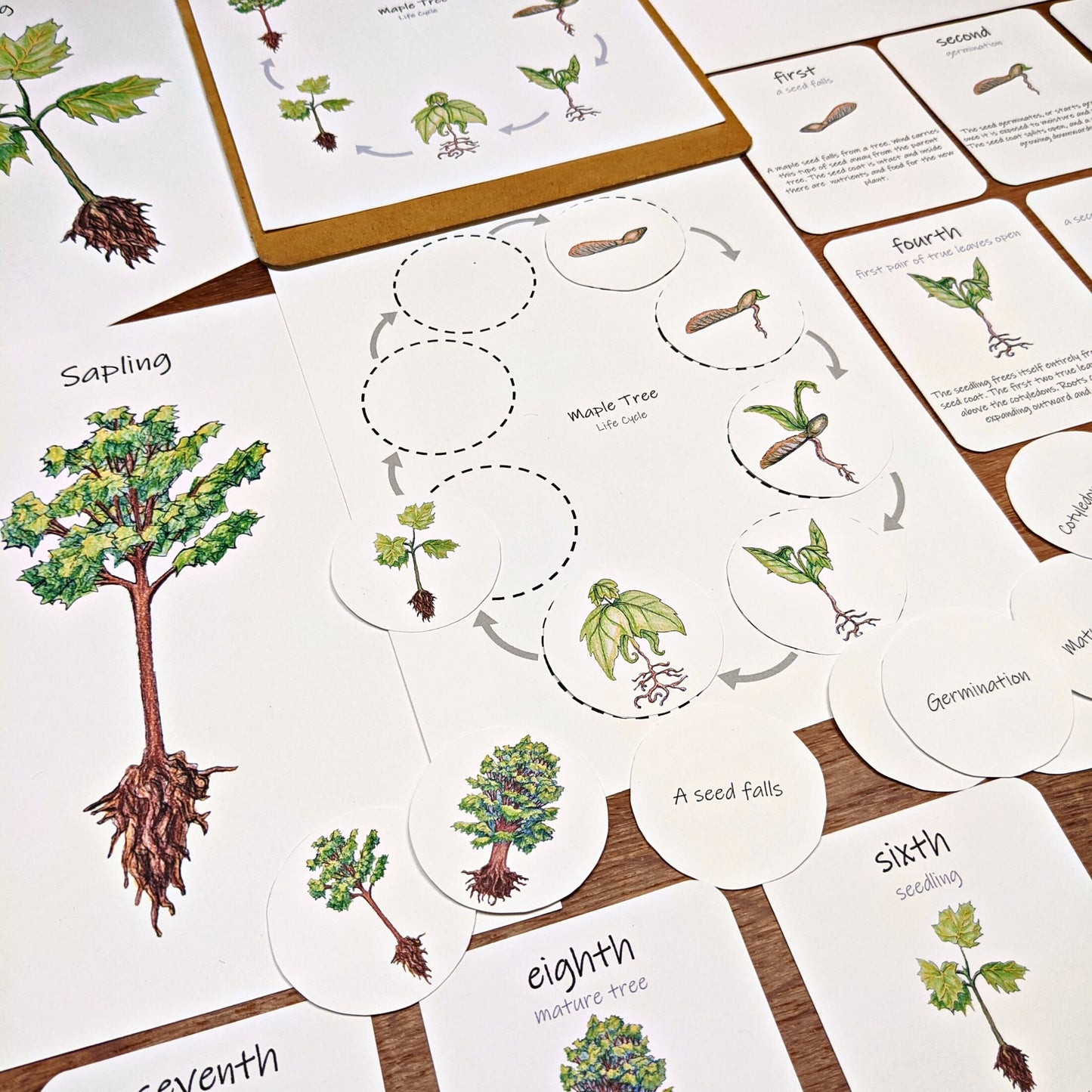Forest Collection: Three complete tree and forest-themed unit studies! Covering forest ecology, math, plant biology, and more!