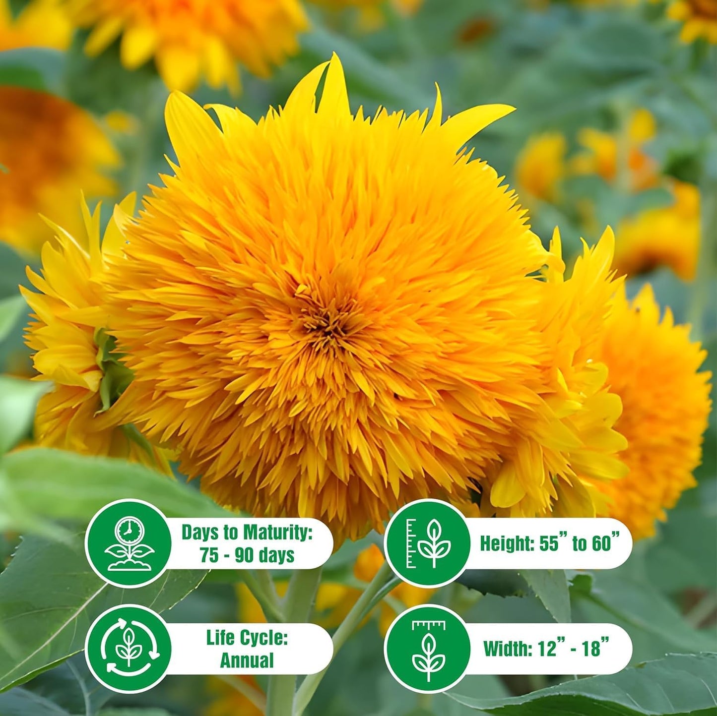 Dwarf Sunflower Seeds for Planting - Grow Teddy Bear Sun Flowers in Your Garden - 25 Non GMO Heirloom Seeds - Full Planting Instructions for Easy Grow - Great Gardening Gifts (1 Packet)