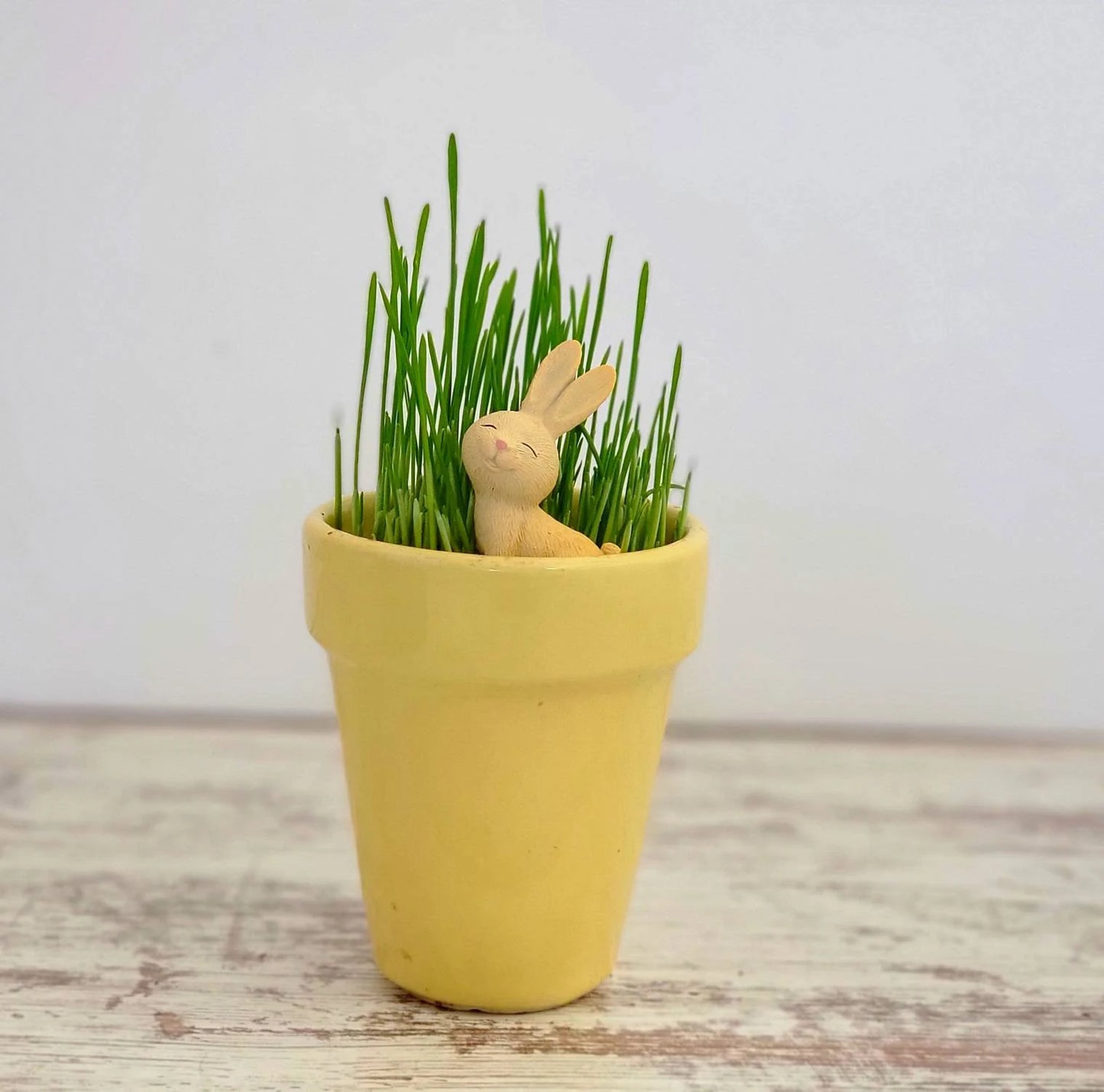 Adorable DIY Bunny Terrarium Kit by , Easter Basket Stuffer, Kids Plant Set with Wheatgrass Seeds, Fun Spring Science Craft or Gift
