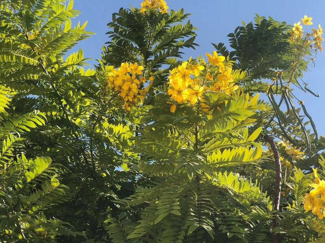 20 Golden Medallion Tree Seeds - Large Yellow Flowers Cassia Leptophylla Tree