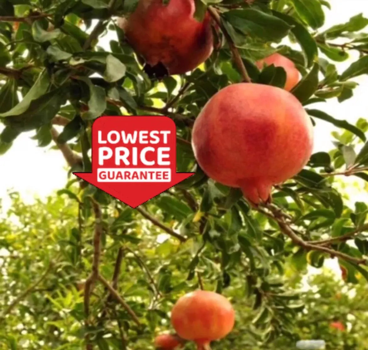 Salavatsky Pomegranate Tree – Cold-Hardy, Sweet-Tart Fruit, Self-Fertile
