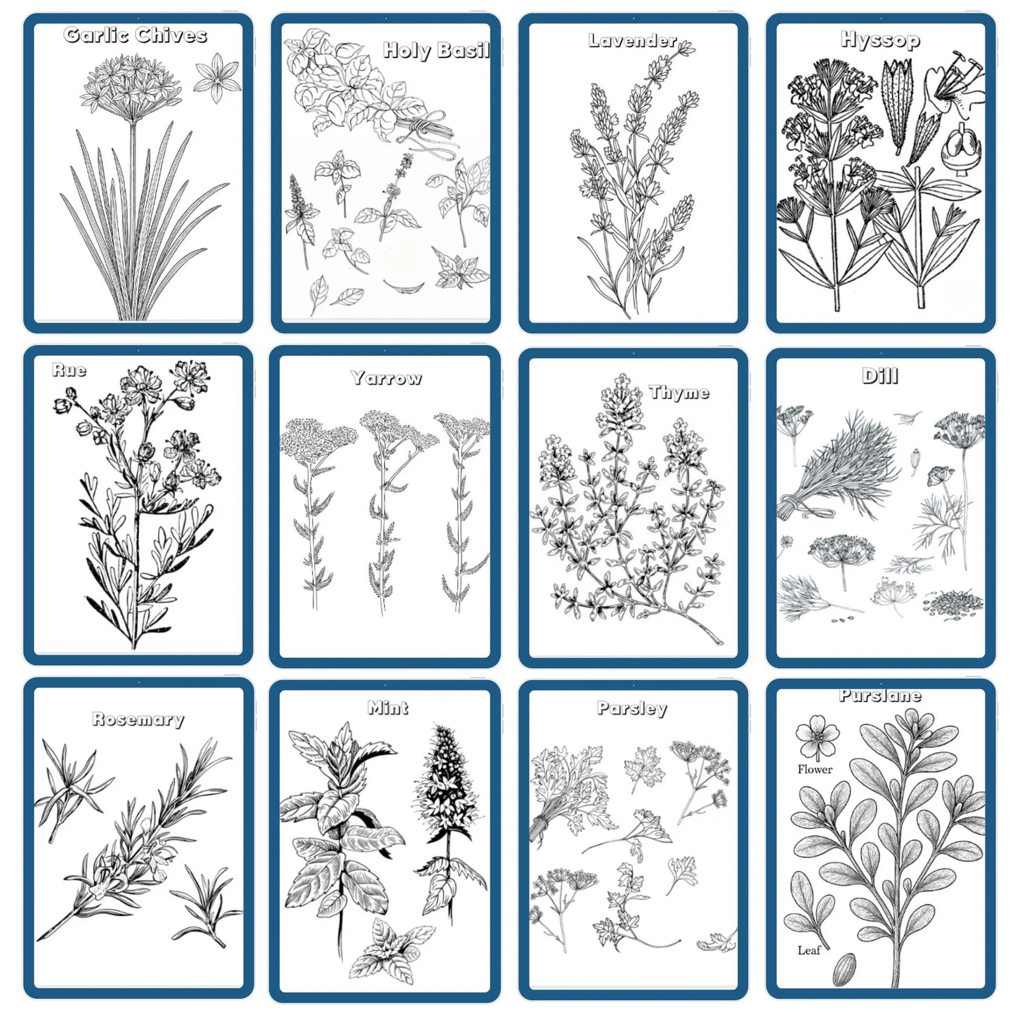 HUGE Homeschool Garden Herbs Notebooking Journal 266 Pages Homeschool Nature Botany Mini Unit Study Coloring Pages Flashcards Curriculum