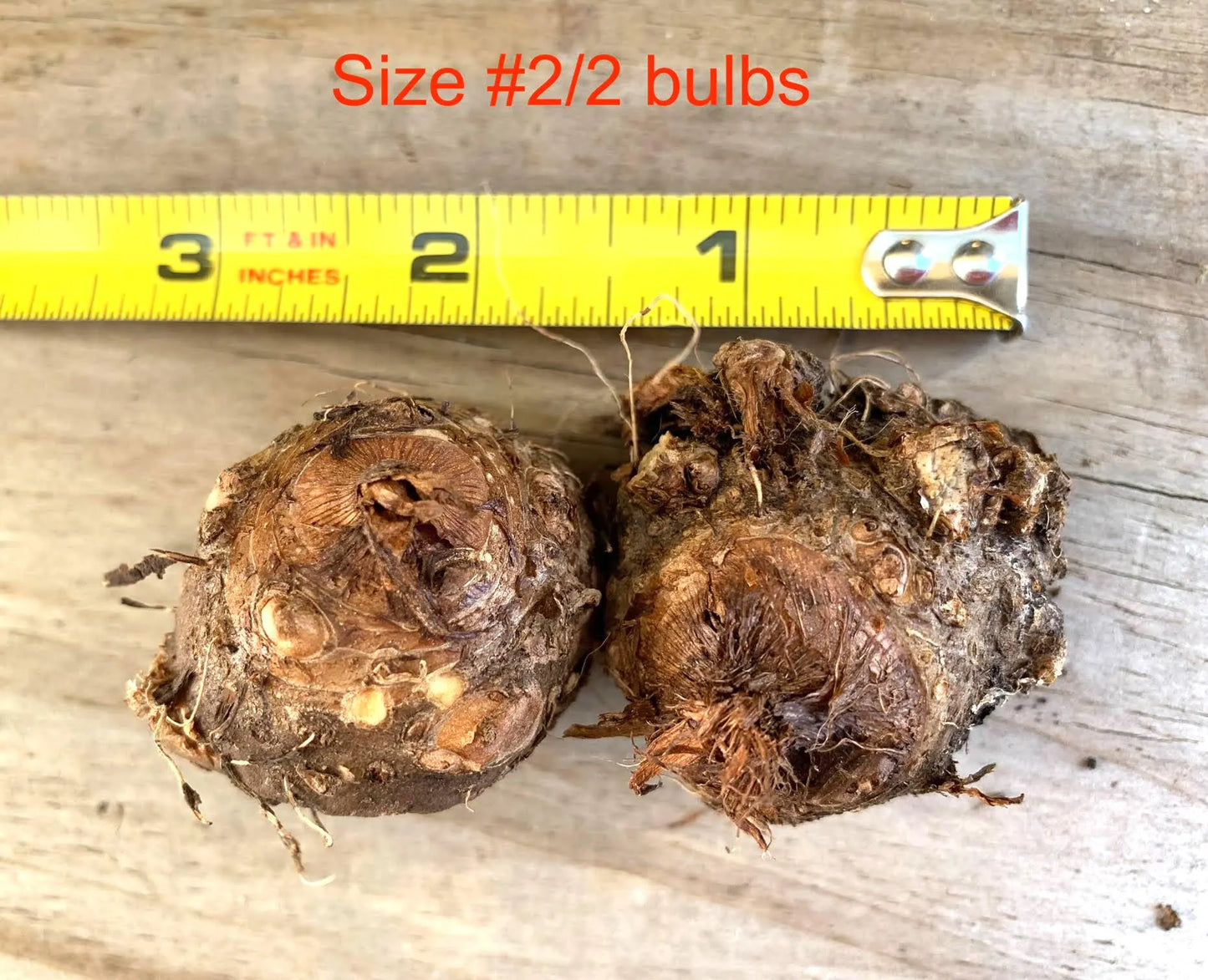 Caladium 'Spicy Lizard' Size#2(2 Bulbs), Size #1(1 bulb)**New Crop 2025 **Available to ship now!!!