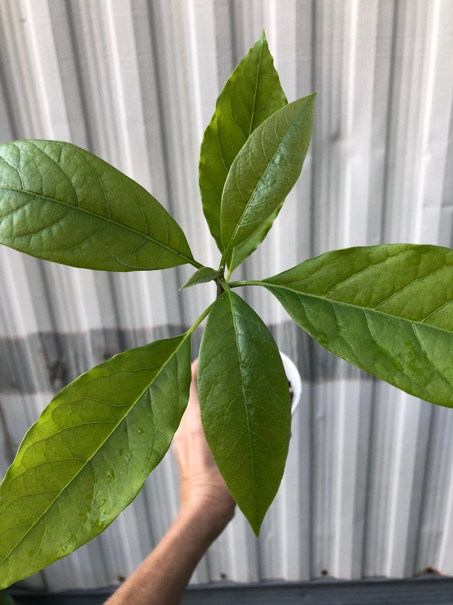 Avocado Seedlings - Potted in 5" pot, Young Starter avocado seedling plants. Grown from seed. Not grafted. Not pruned.