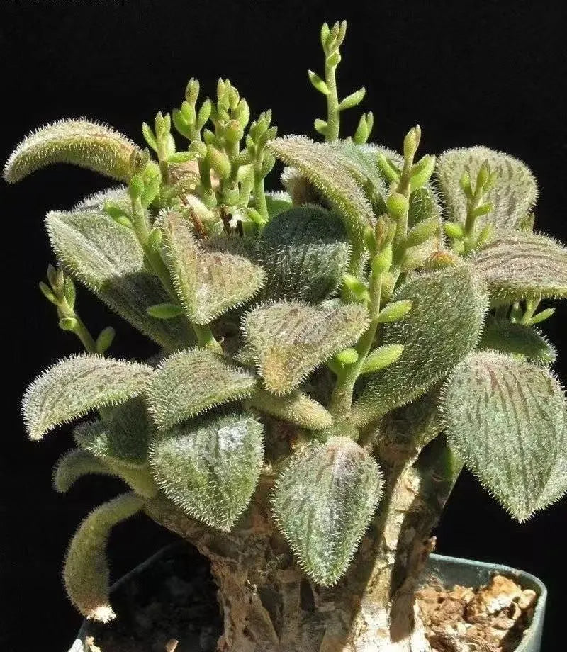 Tylecodon l Rare Succulent | Caudex Plant for Collectors | Unique Bonsai-Style Specimen | No Leaf