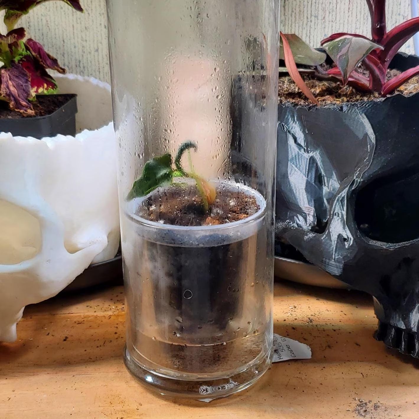 Self Watering Pot with Glass Reservoir and Humidity Dome 8 and 11 inch
