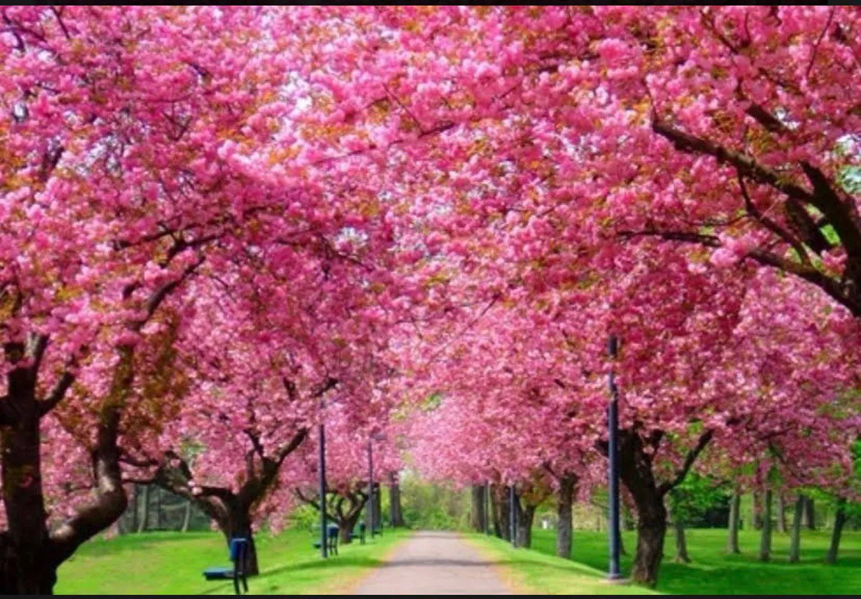 Okame cherry live tree seedling 7 to 13 inches