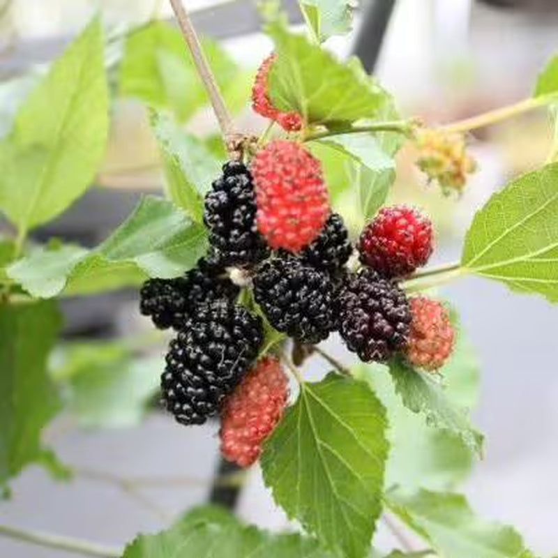 Mojo Dwarf Mulberry Tree: Compact Patio Fruit Tree (4" Pot)