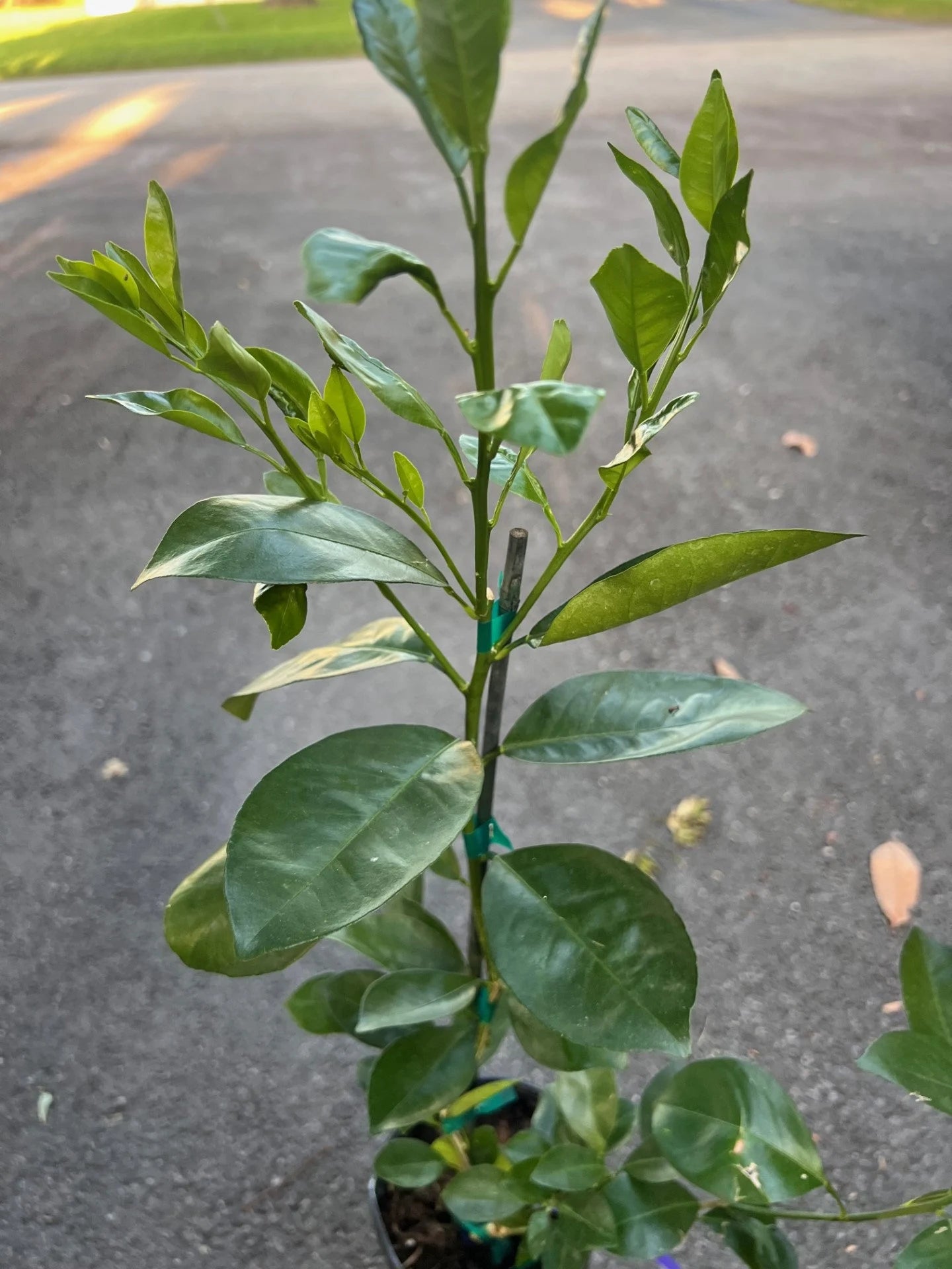 Sunburst Tangerine Tree in half Gallon Pot, Grafted,  Florida Shipping Only